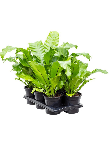 Asplenium Nidus 6/Tray