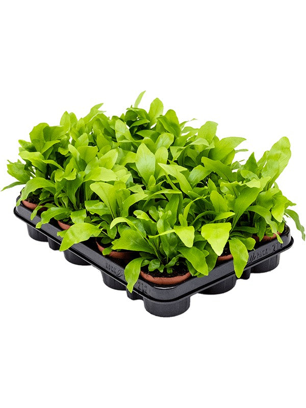 Asplenium Nidus 12/Tray