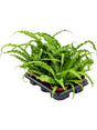 Asplenium Antiquum 'Osaka' 6/Tray