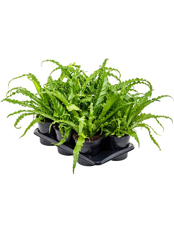 Asplenium Antiquum 'Osaka' 6/Tray