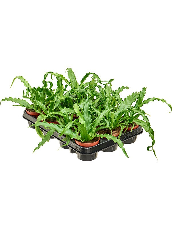 Asplenium Antiquum 'Osaka' 12/Tray