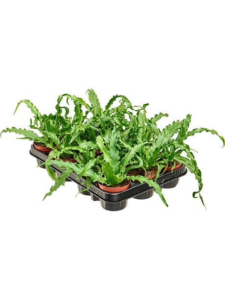 Asplenium Antiquum 'Osaka' 12/Tray