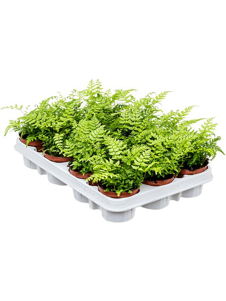 Athyrium Spicatum 12/Tray