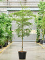 Bucida Buceras 'Shady Lady' (300-350) - Stem