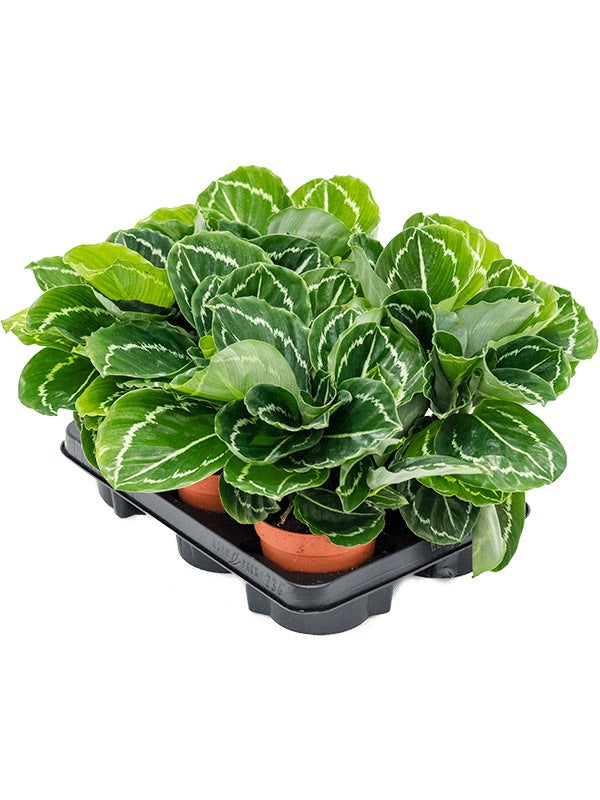 Calathea Roseopicta 'Julia' 6/Tray