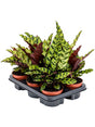 Calathea Insignis 6/Tray