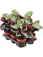 Calathea Rosea-Picta Var. Illustris 6/Tray