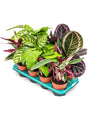 Calathea Mix 8/Tray