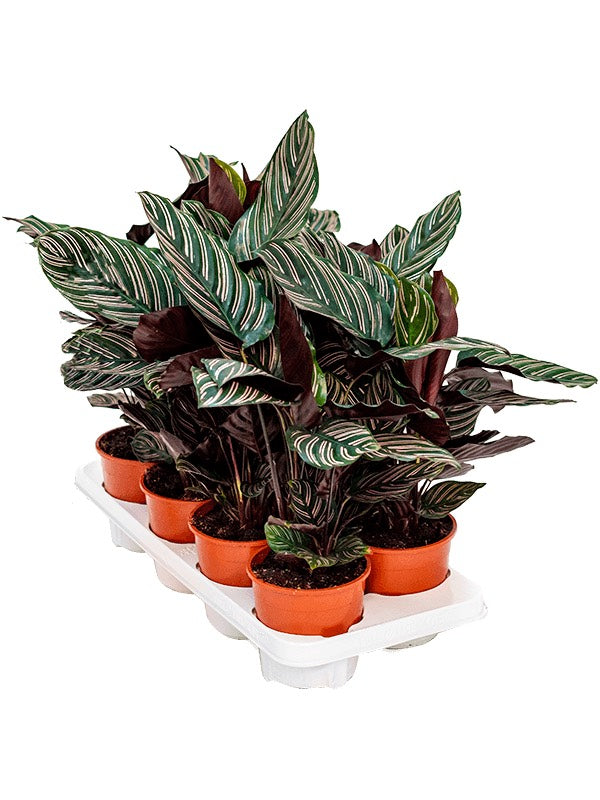 Calathea Ornata 8/Tray