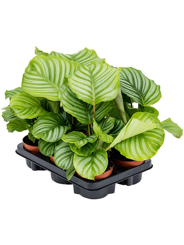 Calathea Orbifolia 6/Tray