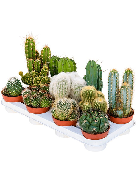 Cactus Mix 11/Tray