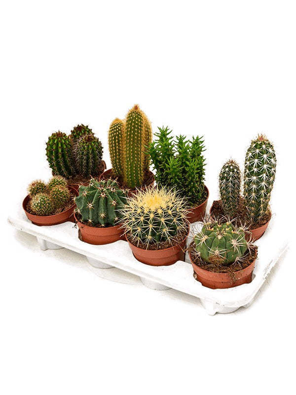 Cactus Mix 8/Tray