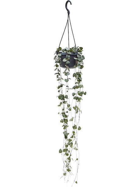 Ceropegia Woodii - Hanger