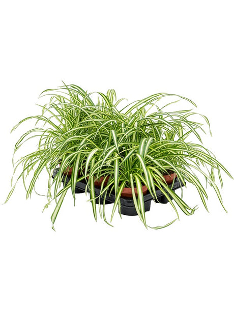 Chlorophytum Comosum 'Atlantic' 6/Tray