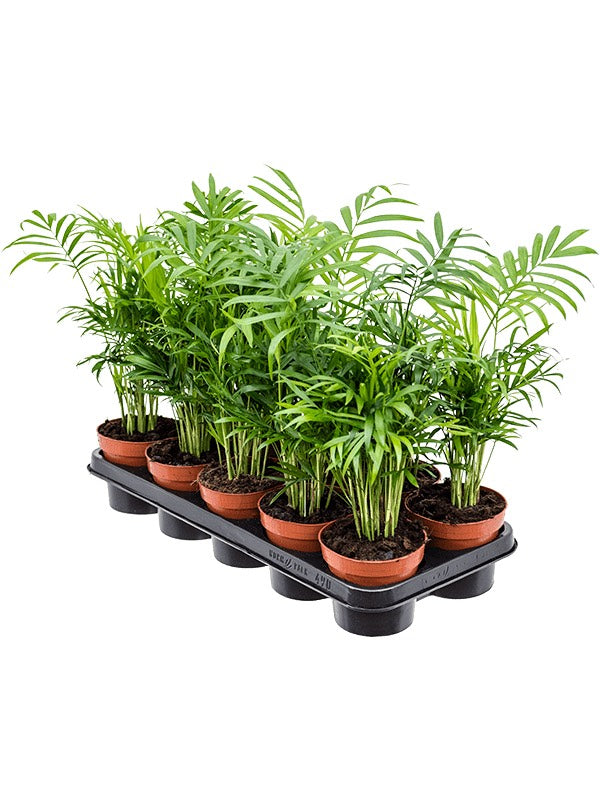 Chamaedorea Elegans 10/Tray - Bush