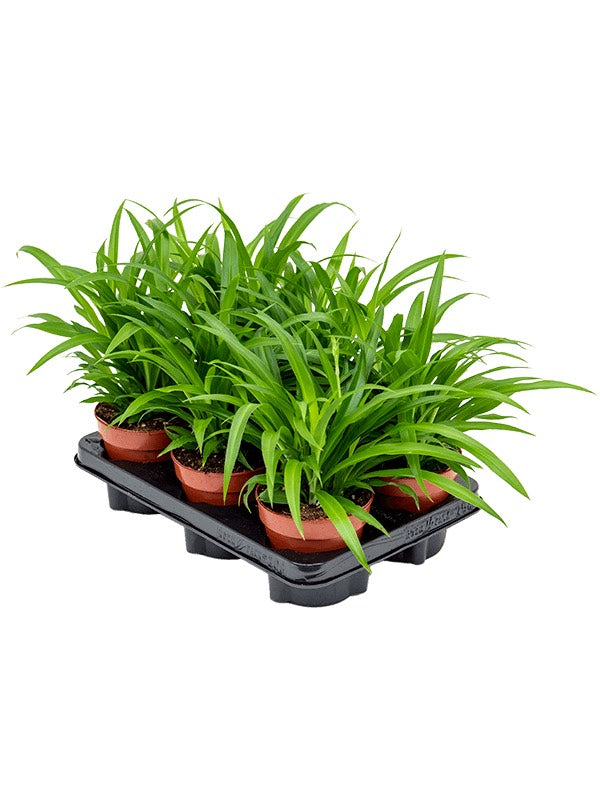 Chlorophytum Comosum 'Lemon' 6/Tray - Hanger