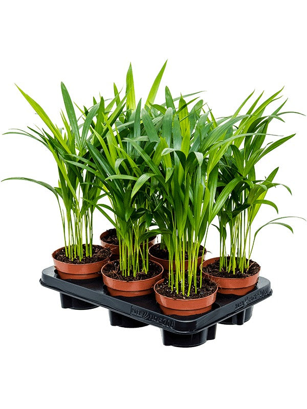 Dypsis (Areca) Lutescens 6/Tray