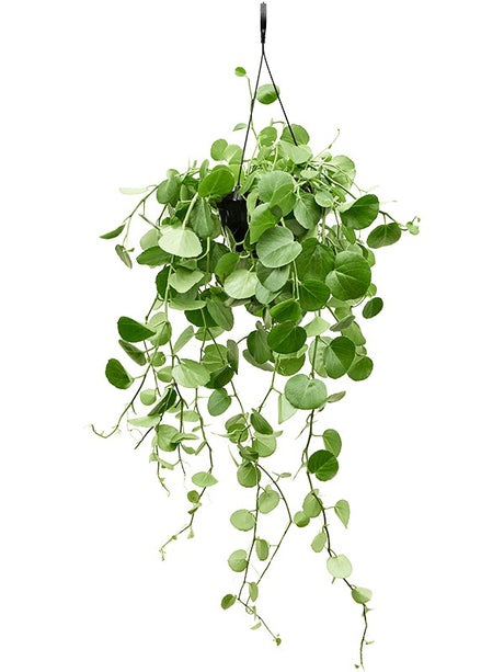 Cissus Rotundifolia - Hanger