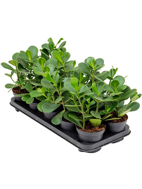 Clusia Rosea 'Green Magic' 10/Tray