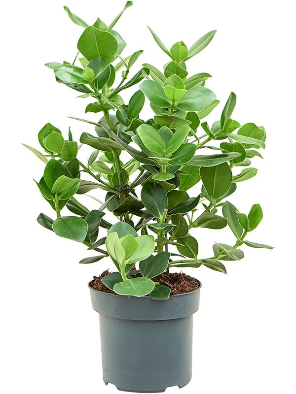 Clusia Rosea 'Princess' - Bush
