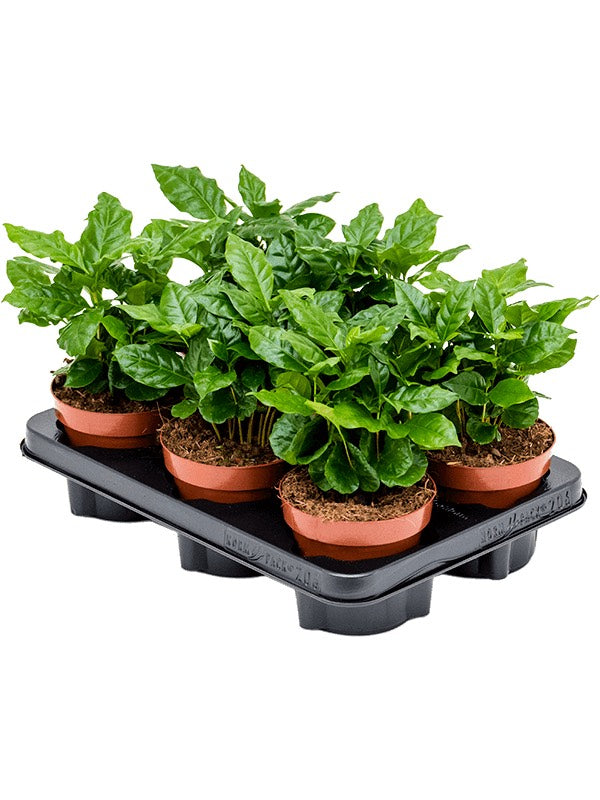 Coffea Arabica 6/Tray - Bush