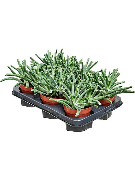 Cotyledon Elephant Trunk 6/Tray