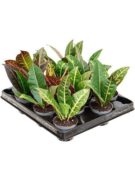 Croton (Codiaeum) Variegatum 'Petra' 12/Tray