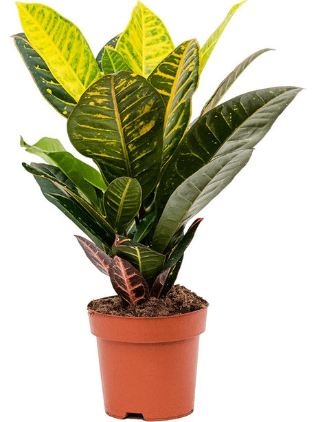 Croton (Codiaeum) Variegatum 'Petra'