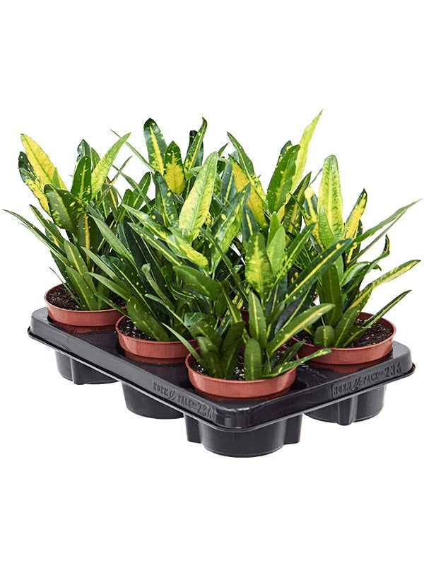 Croton (Codiaeum) Variegatum 'Sunny Star' 6/Tray