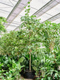 Coccoloba Uvifera - Stem