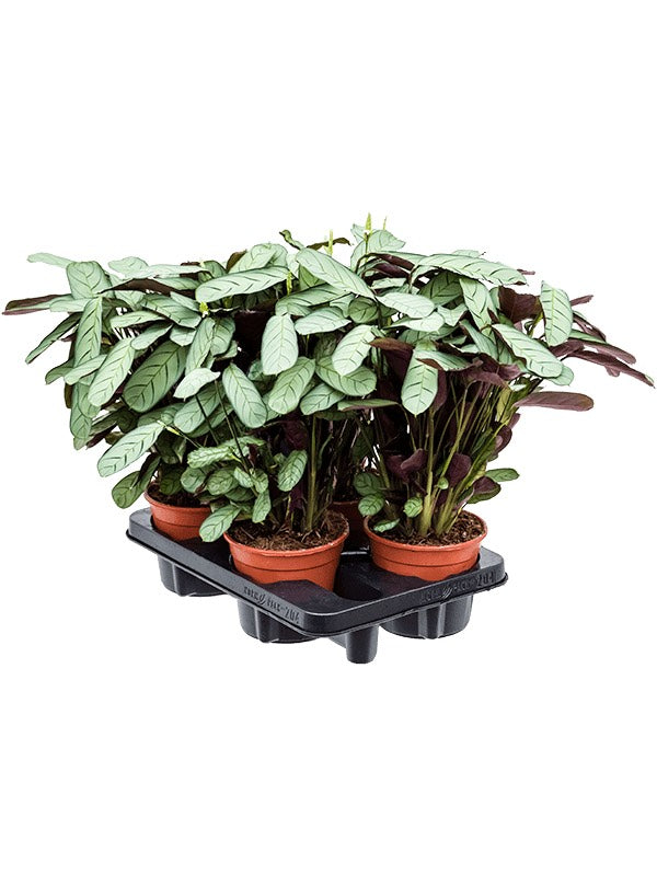 Ctenanthe Burle-Marxii 'Amagris' 4/Tray