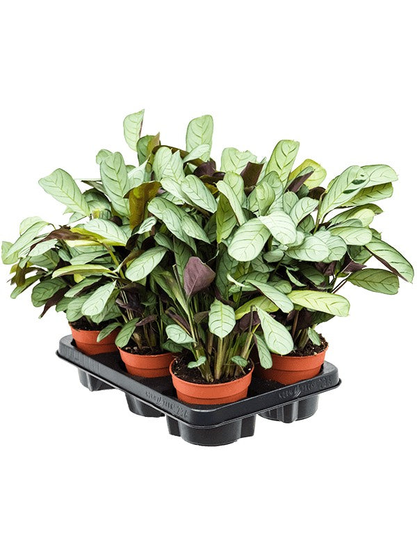 Ctenanthe Burle-Marxii 'Amagris' 6/Tray