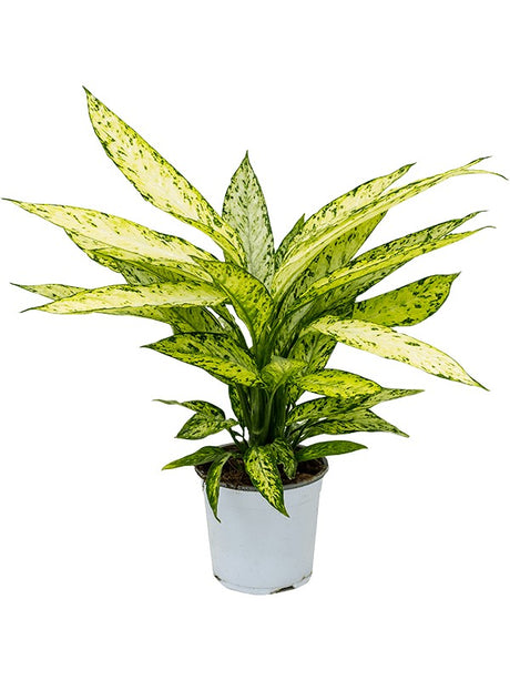 Dieffenbachia 'Vesuvius'