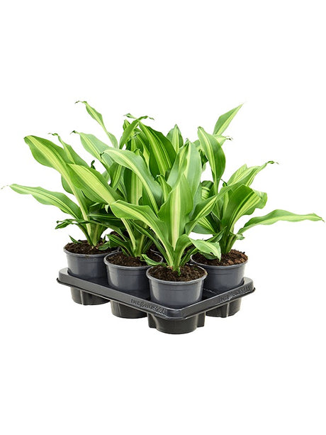 Dracaena Fragrans 'Burley' 6/Tray - Head