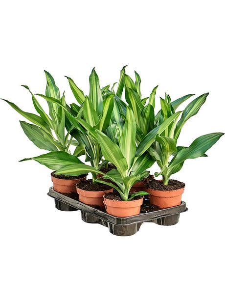 Dracaena Fragrans 'Cintho' 6/Tray - Head