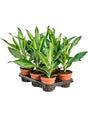 Dracaena Fragrans 'Cintho' 6/Tray - Head