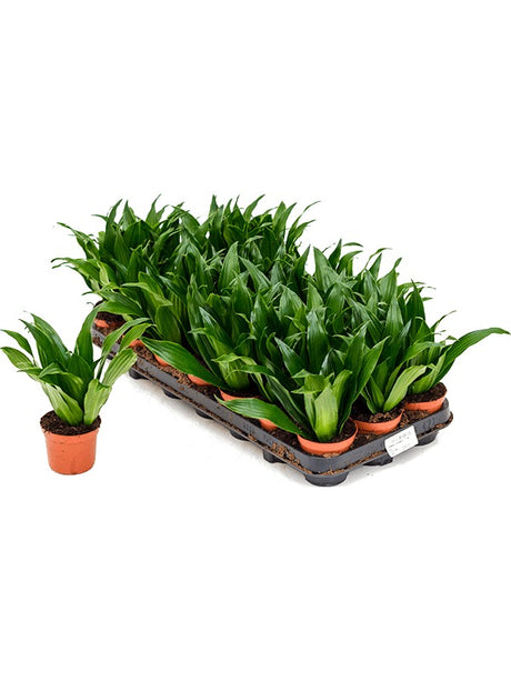 Dracaena Fragrans 'Compacta' 21/Tray - Head