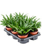 Dracaena Fragrans 'Compacta' 6/Tray - Head