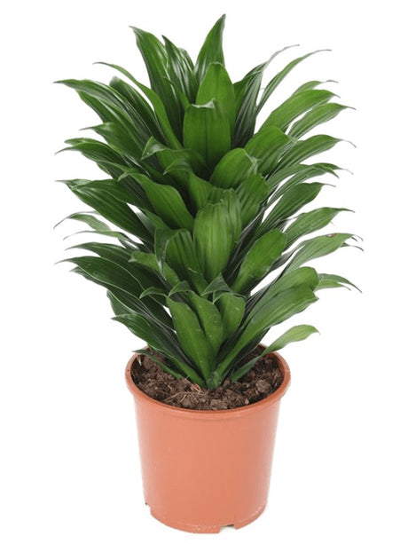 Dracaena Fragrans 'Compacta' - Head