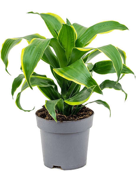 Dracaena Fragrans 'Dorado' - Head