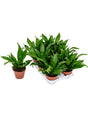 Dracaena Fragrans 'Green Jewel' 8/Tray - Head