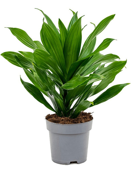 Dracaena Fragrans 'Green Jewel' - Head