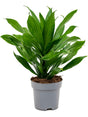 Dracaena Fragrans 'Green Jewel' - Head