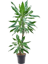 Dracaena Fragrans 'Burundii' - 45-15