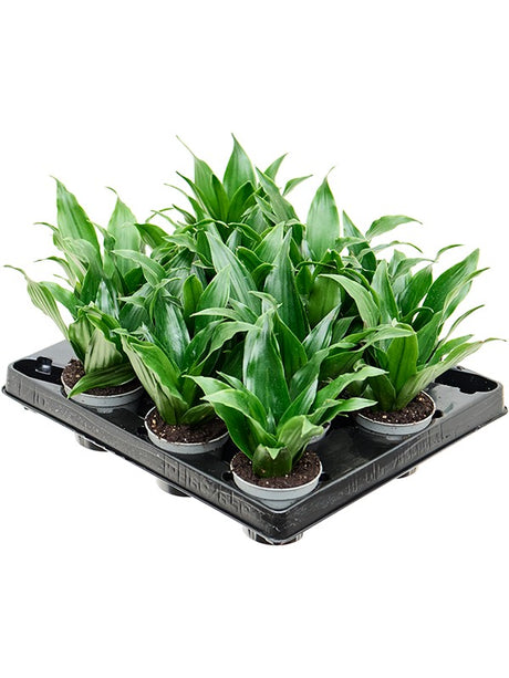 Dracaena Fragrans 'Janet Craig' 12/Tray - Head