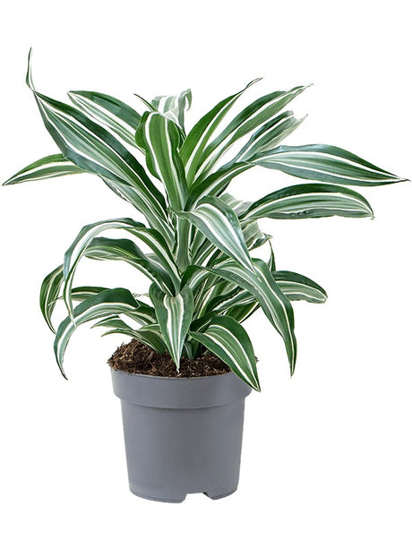 Dracaena Fragrans 'Jade Jewel' - Head