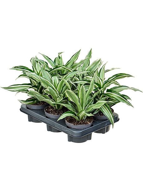 Dracaena Fragrans 'Kanzi' 6/Tray - Head