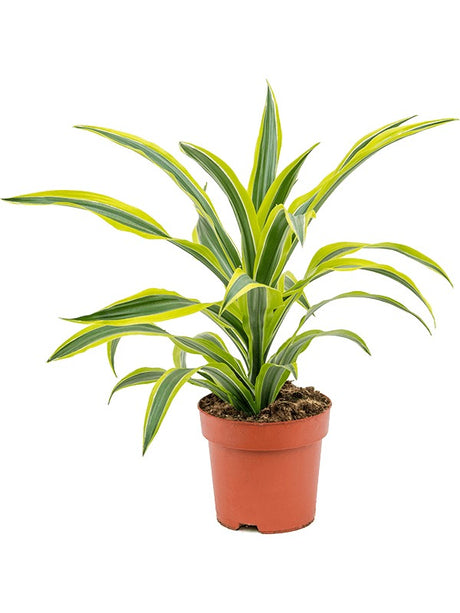 Dracaena Fragrans 'Lemon Lime' - Head