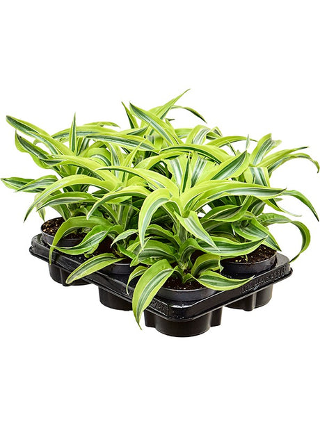 Dracaena Fragrans 'Lemon Surprise' 6/Tray - Head