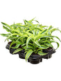 Dracaena Fragrans 'Lemon Surprise' 6/Tray - Head